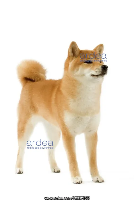  : Dog - Shiba Inu