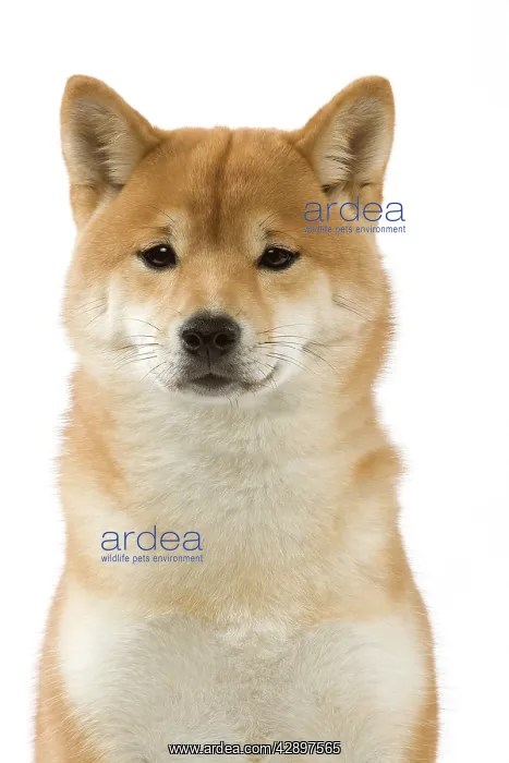  : Dog - Shiba Inu
