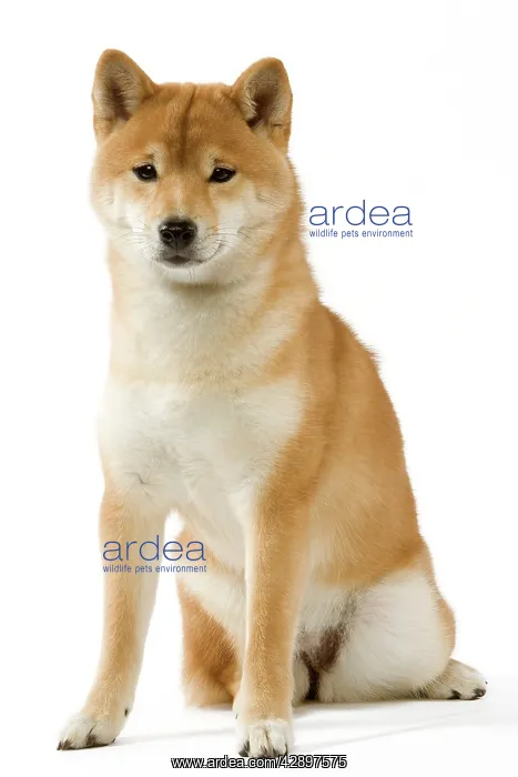 : Dog - Shiba Inu