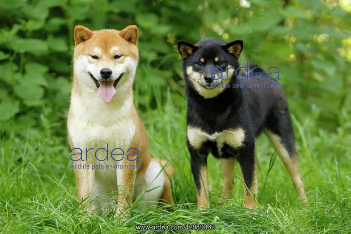  : Dog - Shiba Inu