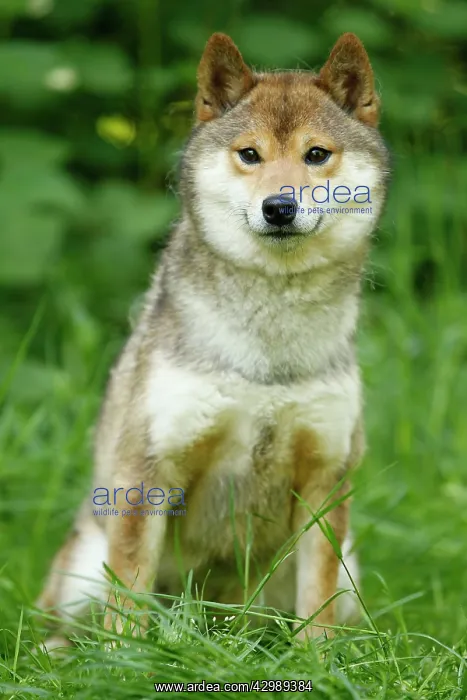  : Dog - Shiba Inu