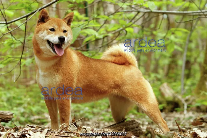  : Dog - Shiba Inu