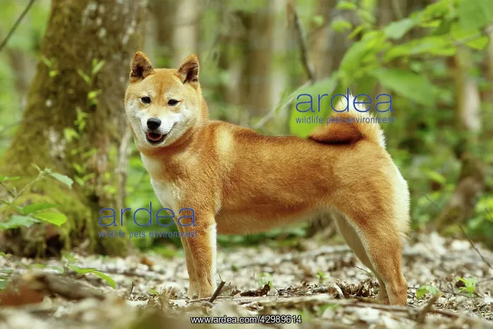  : Dog - Shiba Inu
