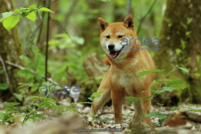  : Dog - Shiba Inu