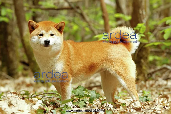  : Dog - Shiba Inu