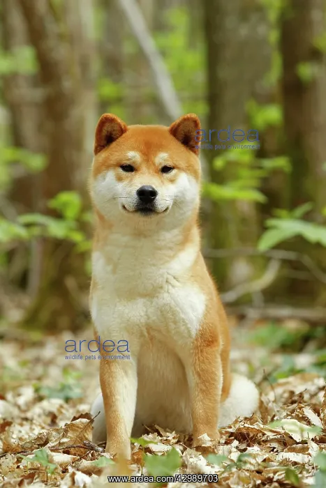  : Dog - Shiba Inu