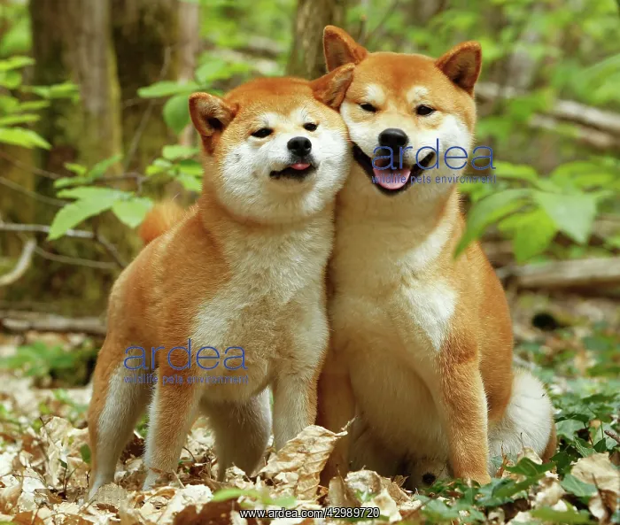  : Dog - Shiba Inu