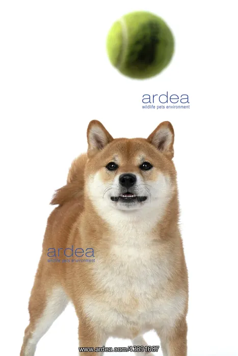 : DOG. Shiba Inu, adult, catching a ball, studio : DOG. Shiba Inu, adult, catching a ball, studio