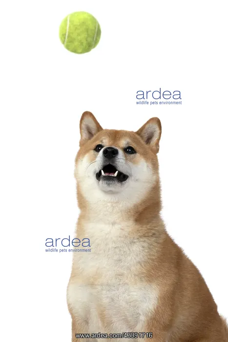 : DOG. Shiba Inu, adult, catching a ball, studio : DOG. Shiba Inu, adult, catching a ball, studio