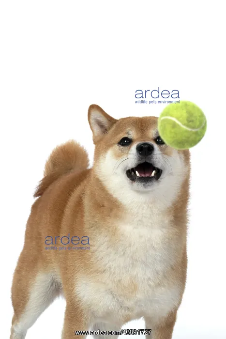 : DOG. Shiba Inu, adult, catching a ball, studio : DOG. Shiba Inu, adult, catching a ball, studio
