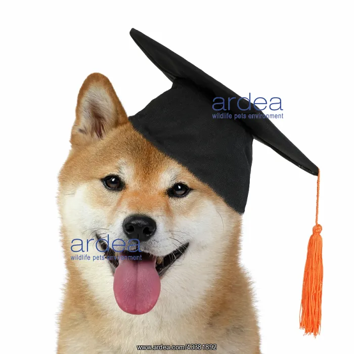 : DOG. Shiba Inu, adult, sitting, portrait, face expression, sm : DOG. Shiba Inu, adult, sitting, portrait, face expression, sm