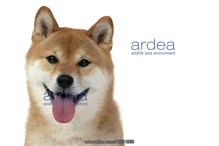 : DOG. Shiba Inu, adult, sitting, portrait, face expression, sm : DOG. Shiba Inu, adult, sitting, portrait, face expression, sm