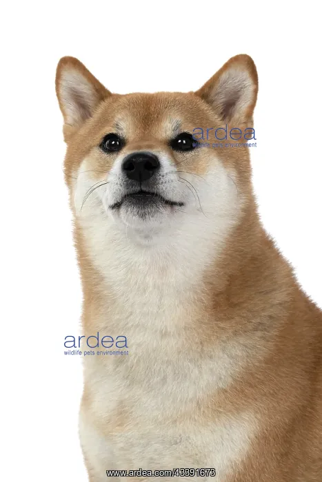 : DOG. Shiba Inu, adult, sitting, portrait, face expression, s : DOG. Shiba Inu, adult, sitting, portrait, face expression, s