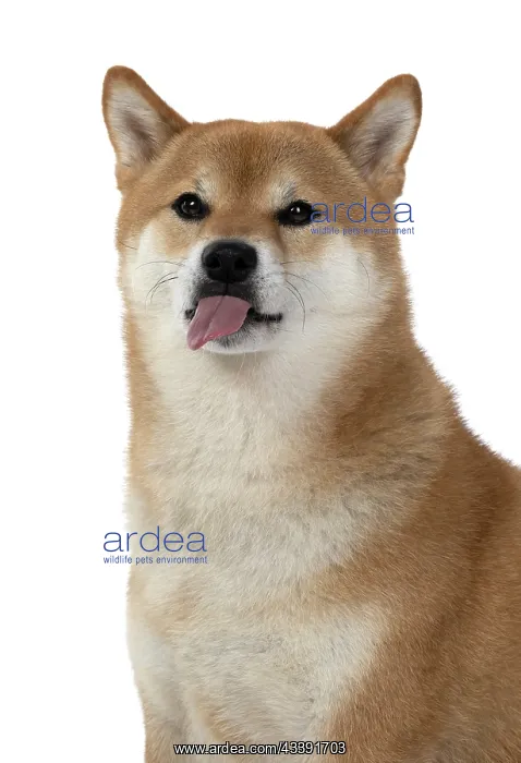 : DOG. Shiba Inu, adult, sitting, portrait, face expression, s : DOG. Shiba Inu, adult, sitting, portrait, face expression, s