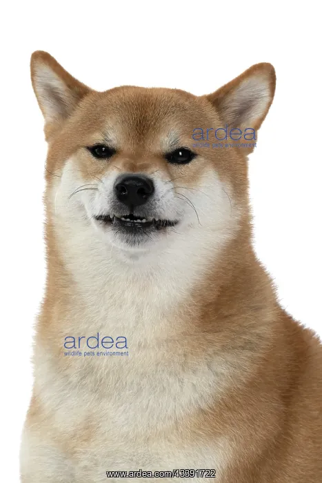 : DOG. Shiba Inu, adult, sitting, portrait, face expression, s : DOG. Shiba Inu, adult, sitting, portrait, face expression, s
