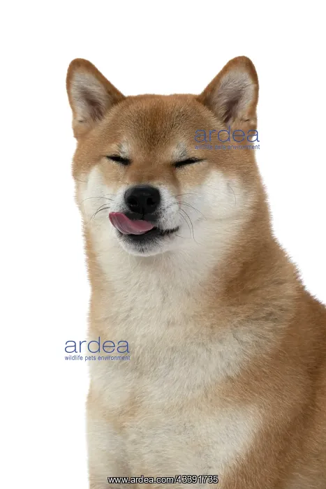 : DOG. Shiba Inu, adult, sitting, portrait, face expression, s : DOG. Shiba Inu, adult, sitting, portrait, face expression, s