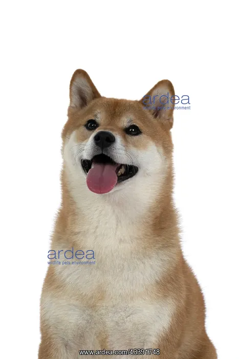  : DOG. Shiba Inu, adult, sitting, portrait, face expression, s