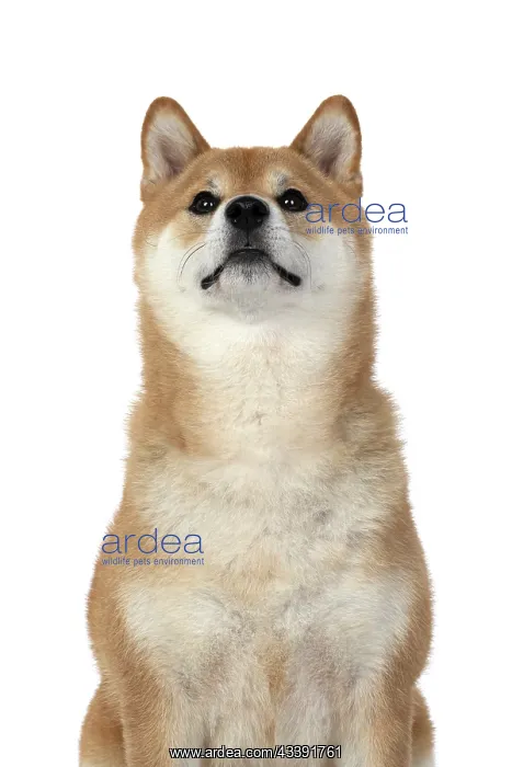 : DOG. Shiba Inu, adult, sitting, portrait, face expression, s : DOG. Shiba Inu, adult, sitting, portrait, face expression, s