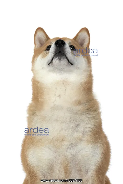 : DOG. Shiba Inu, adult, sitting, portrait, face expression, s : DOG. Shiba Inu, adult, sitting, portrait, face expression, s