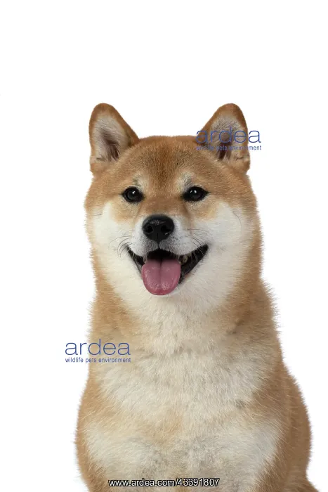 : DOG. Shiba Inu, adult, sitting, portrait, face expression, sm : DOG. Shiba Inu, adult, sitting, portrait, face expression, sm