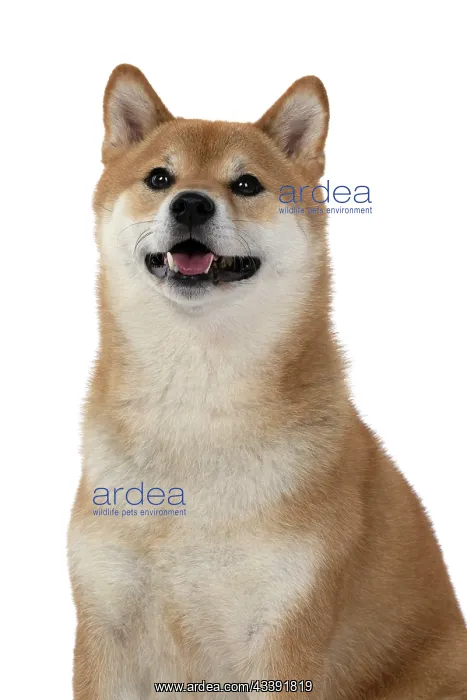 : DOG. Shiba Inu, adult, sitting, portrait, face expression, s : DOG. Shiba Inu, adult, sitting, portrait, face expression, s