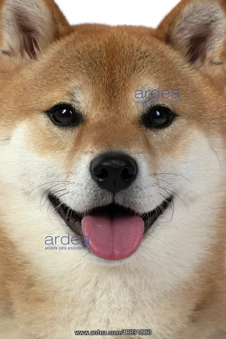 : DOG. Shiba Inu, adult, sitting, portrait, face expression, sm : DOG. Shiba Inu, adult, sitting, portrait, face expression, sm