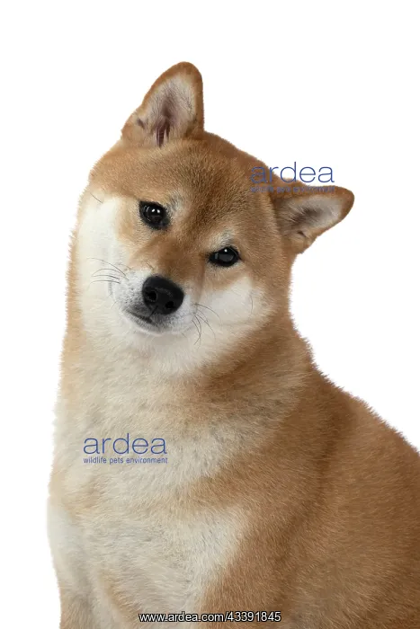 : DOG. Shiba Inu, adult, sitting, portrait, face expression, s : DOG. Shiba Inu, adult, sitting, portrait, face expression, s