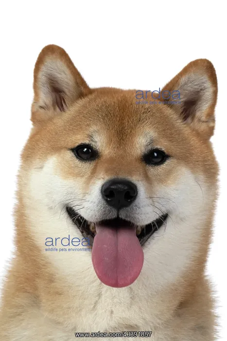 : DOG. Shiba Inu, adult, sitting, portrait, face expression, sm : DOG. Shiba Inu, adult, sitting, portrait, face expression, sm
