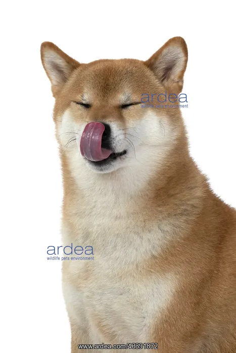 : DOG. Shiba Inu, adult, sitting, portrait, face expression, s : DOG. Shiba Inu, adult, sitting, portrait, face expression, s