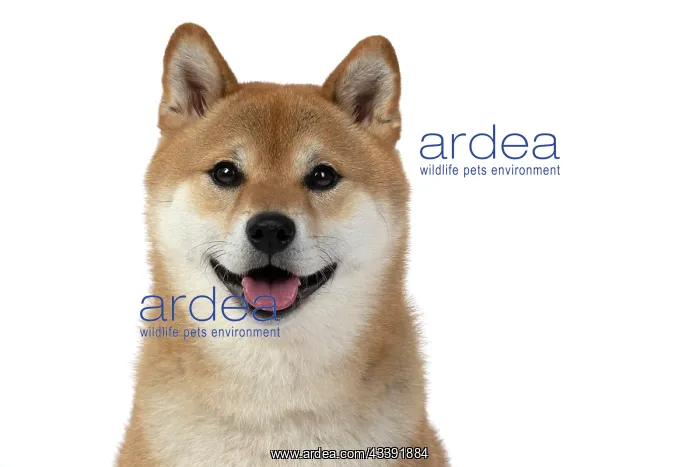  : DOG. Shiba Inu, adult, sitting, portrait, face expression, sm