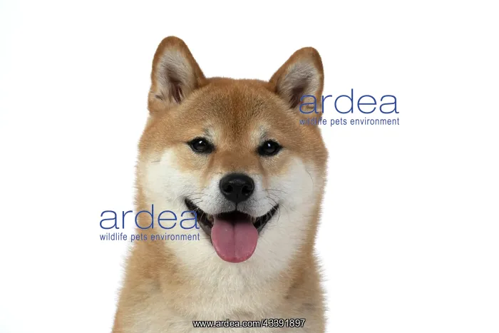  : DOG. Shiba Inu, adult, sitting, portrait, face expression, sm