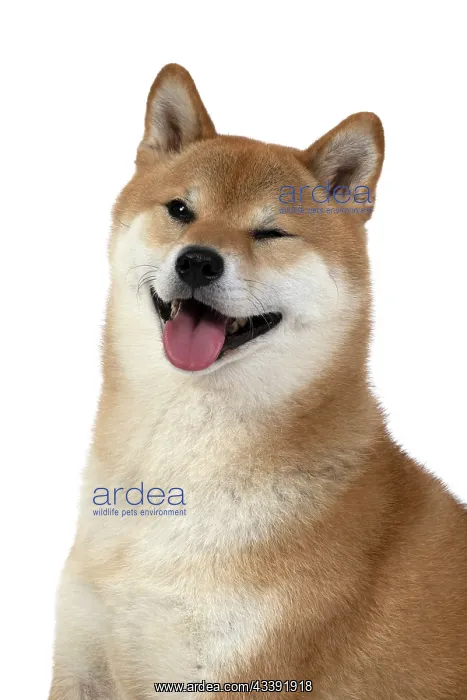 : DOG. Shiba Inu, adult, sitting, portrait, face expression, s : DOG. Shiba Inu, adult, sitting, portrait, face expression, s