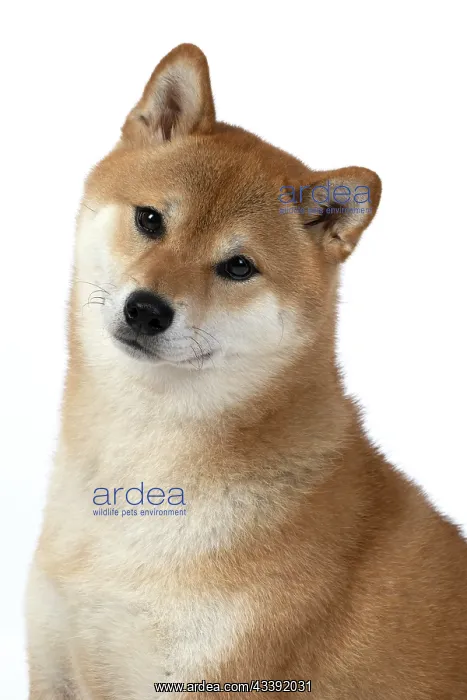  : DOG. Shiba Inu, adult, sitting, portrait, face expression, s