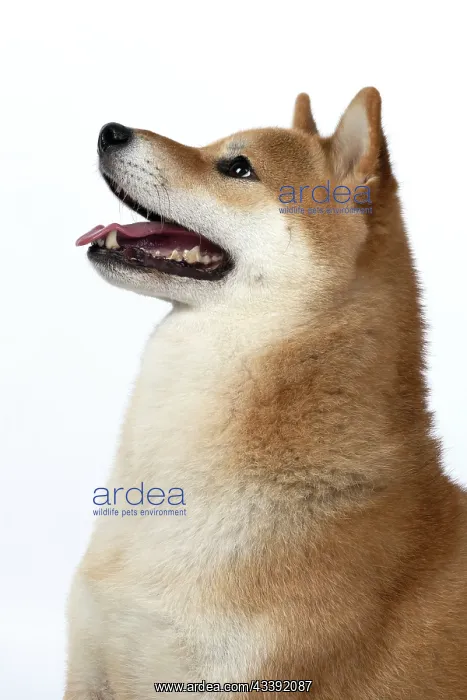 : DOG. Shiba Inu, adult, sitting, proflie, portrait, face expr : DOG. Shiba Inu, adult, sitting, proflie, portrait, face expr