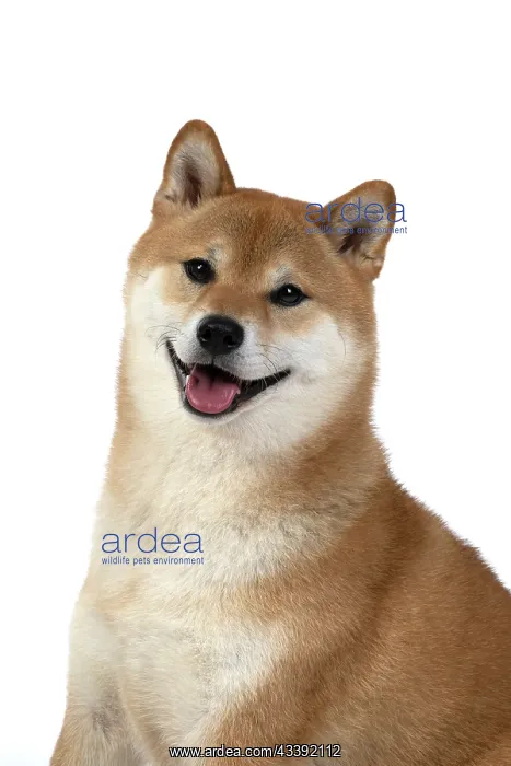 : DOG. Shiba Inu, adult, sitting, portrait, face expression, sm : DOG. Shiba Inu, adult, sitting, portrait, face expression, sm