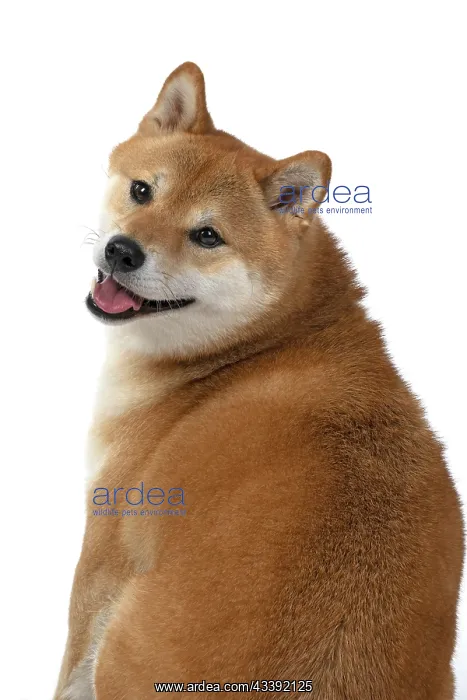 : DOG. Shiba Inu, adult, sitting, , back view, head turned to : DOG. Shiba Inu, adult, sitting, , back view, head turned to
