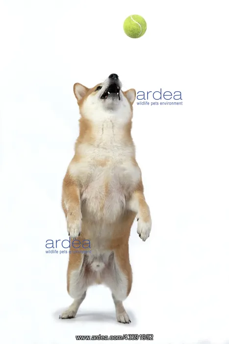 : DOG. Shiba Inu, adult, sitting up on back legs, playfull, c : DOG. Shiba Inu, adult, sitting up on back legs, playfull, c
