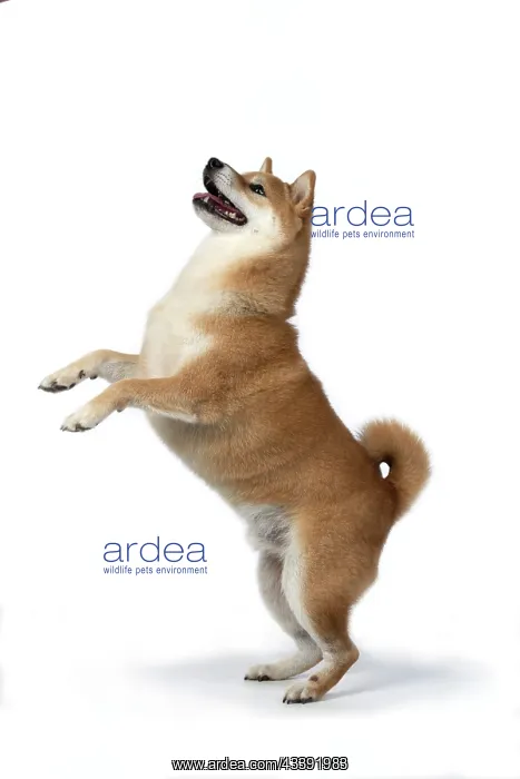 : DOG. Shiba Inu, adult, standing up on back legs, playfull : DOG. Shiba Inu, adult, standing up on back legs, playfull