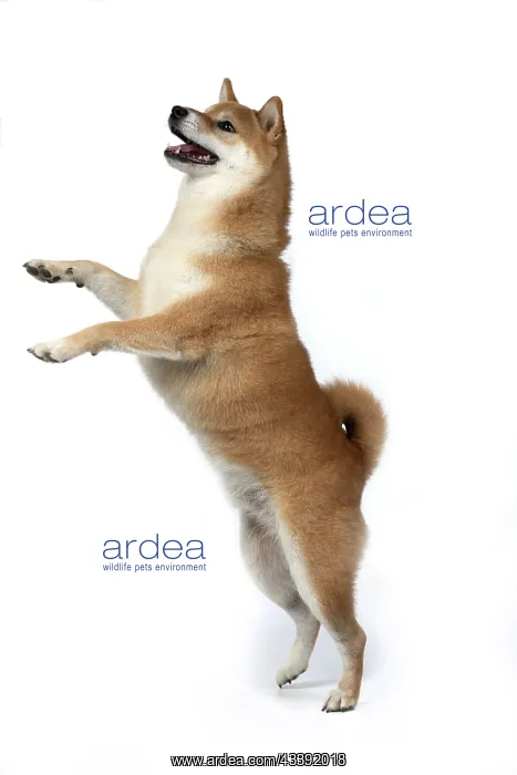 : DOG. Shiba Inu, adult, standing up on back legs, playfull : DOG. Shiba Inu, adult, standing up on back legs, playfull