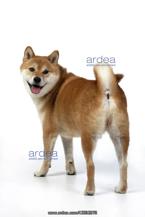 : DOG. Shiba Inu, adult, standing looking to camera, back view : DOG. Shiba Inu, adult, standing looking to camera, back view