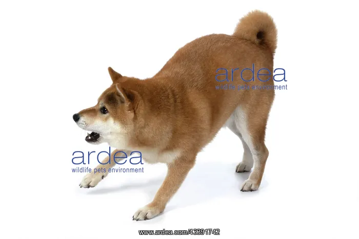 : DOG. Shiba Inu, adult, standing, playfull, studio : DOG. Shiba Inu, adult, standing, playfull, studio