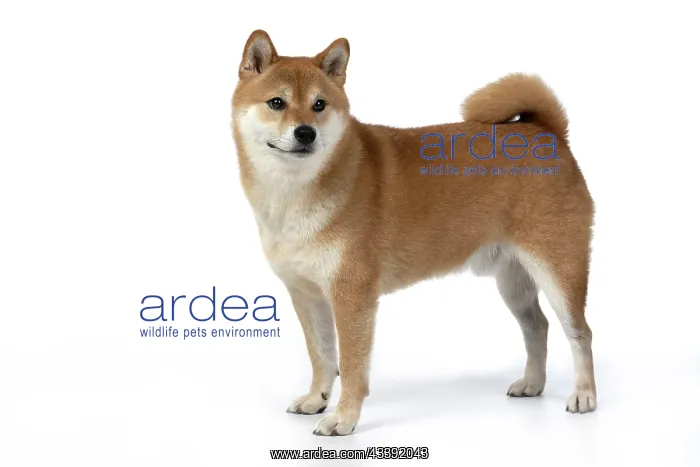 : DOG. Shiba Inu, adult, standing, side view, studio : DOG. Shiba Inu, adult, standing, side view, studio