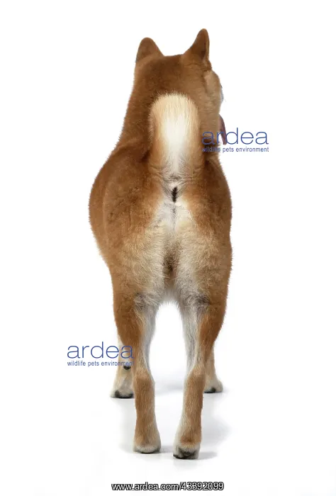 : DOG. Shiba Inu, adult, standing, back view, studio : DOG. Shiba Inu, adult, standing, back view, studio