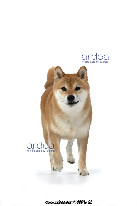 : DOG. Shiba Inu, adult, , walking, to camera, studio : DOG. Shiba Inu, adult, , walking, to camera, studio