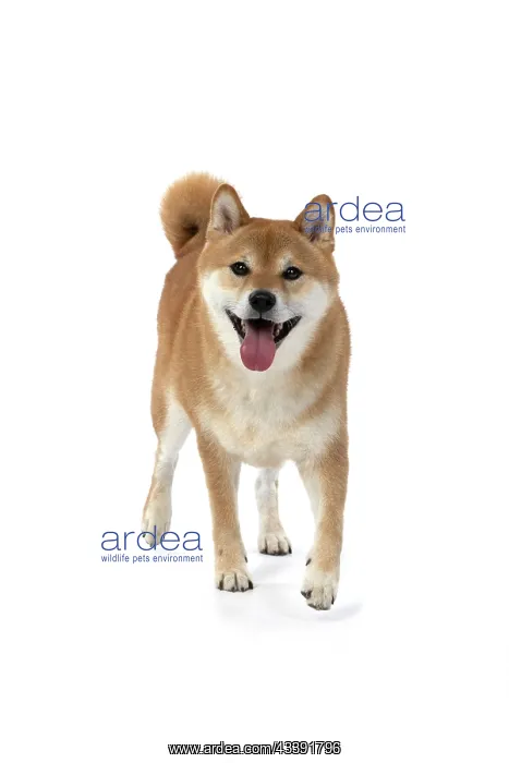 : DOG. Shiba Inu, adult, , walking, to camera, studio : DOG. Shiba Inu, adult, , walking, to camera, studio
