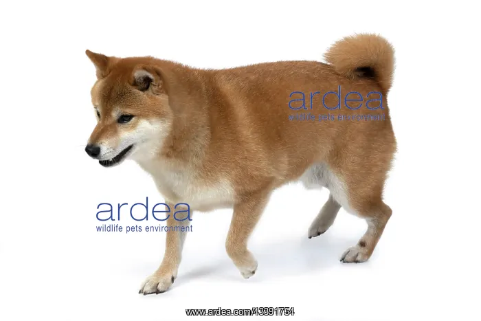 : DOG. Shiba Inu, adult, , walking, studio : DOG. Shiba Inu, adult, , walking, studio