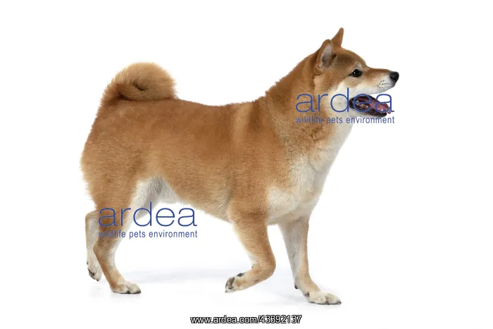 : DOG. Shiba Inu, adult, , walking, studio : DOG. Shiba Inu, adult, , walking, studio