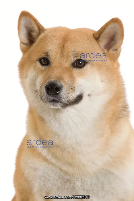  : Dog - Shiba Inu  /  Japanese Shiba Inu. Also known
