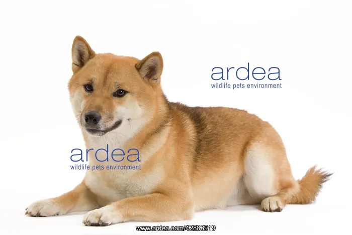 : Dog - Shiba Inu / Japanese Shiba Inu. Also known : Dog - Shiba Inu / Japanese Shiba Inu. Also known