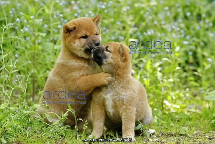  : Dog - Shiba Inu puppies